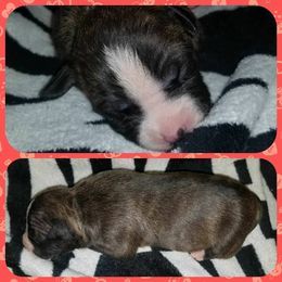 American Pit Bull Terrier Puppies from Kaotic APBTs
