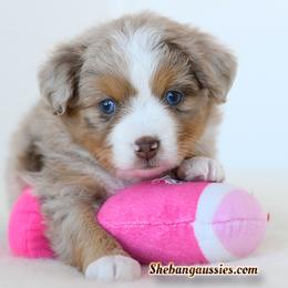 Jack - Red merle male Toy Australian Shepherd puppy in Ellsinore, Missouri from Shebang Aussies
