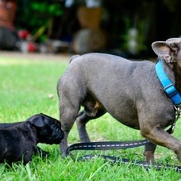 French Bulldogs from Kathy's Frenchies