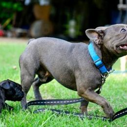 French Bulldogs from Kathy's Frenchies
