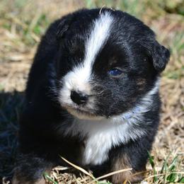 DiamondR Kristoff - Black tri male Miniature Australian Shepherd puppy in Gravette, Arkansas from DiamondR Mini Aussies @ DiamondR Farm & Kennel
