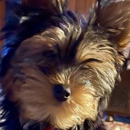 Biewer Terriers, Miniature Schnauzers, Morkies, and Yorkshire Terriers from Blue Ridge Mountain Puppies
