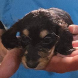 Sapphire's black and cream boy - Black and cream male Dachshund puppy in Lyle, Washington from Wines Wienery