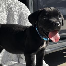 Blue collar - Black female Cane Corso puppy in Va Beach, Virginia from Guardian Corso's