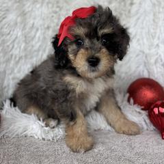 Rainier - female Australian Mountain Doodle puppy in Bristow, Oklahoma from 10-Acre Woods Cockapoos
