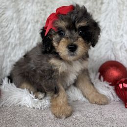 Rainier - female Australian Mountain Doodle puppy in Bristow, Oklahoma from 10-Acre Woods Cockapoos