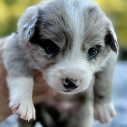 Angel - Blue merle female Border Collie puppy in East Ellijay, Georgia from Nine Peaks Border Collies