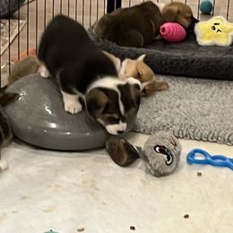 Pembroke Welsh Corgi Puppies from The Corgi Nest
