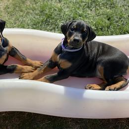 Doberman Pinscher Puppies from Jensen Dobermans