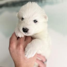 Samoyed Puppies from Sugar Sweet Samoyeds