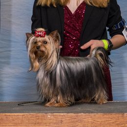 Coco - Yorkshire Terrier