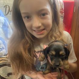 ZOEY - Black female Dachshund puppy in Elizabethtown, Kentucky from Teeny Tiny Puppy Tails