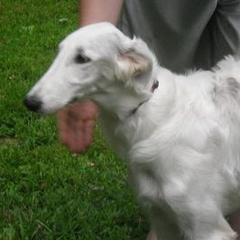 Borzois from Bibikov Borzoi