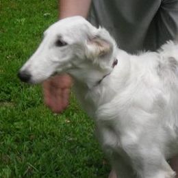 Borzois from Bibikov Borzoi