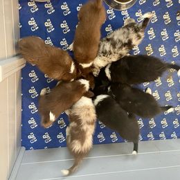 Border Collies from Kuponya Kennels & Kids