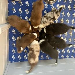 Border Collies from Kuponya Kennels & Kids