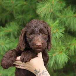 Nelly - Chocolate female Australian Labradoodle puppy in Williamstown, New York from Lewis Manor Labradoodles