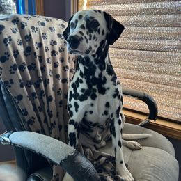 Dalmatian Puppies from Hallmark Dalmatians;