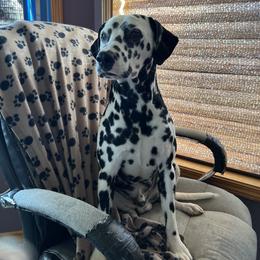 Dalmatian Puppies from Hallmark Dalmatians;