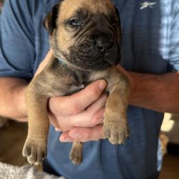 Teal Collar Male - Fawn male Boerboel puppy in Bon Aqua, Tennessee from Erickson Ranch Boerboels