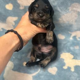 Bruce - Brindle male Dachshund puppy in Oklahoma City, Oklahoma from Barrett’s Doxie Farm