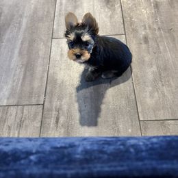 Grey collar - Black and tan male Yorkshire Terrier puppy in Pikeville, North Carolina from A Yorkie’s World
