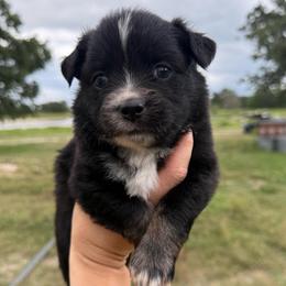 Strawberry - Black tri female Miniature Australian Shepherd puppy in Iola, Texas from MK Aussies