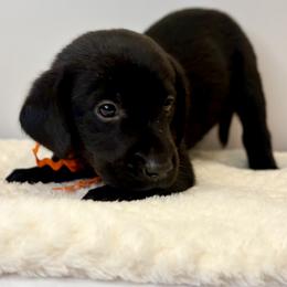 Orange Collar Black Male - Black male Labrador Retriever puppy in Gainesville, Georgia from Rucker Retrievers
