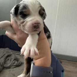 Gray - Blue merle male Australian Shepherd puppy in Oneida, Tennessee from Miller's Legacy Natural Australian Shepherds - Full Tails & Dewclaws!