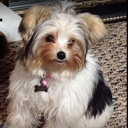 Gracie - Yorkshire Terrier