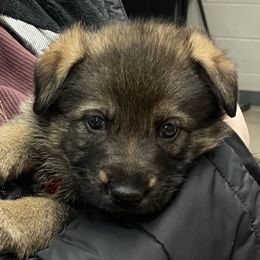German Shepherd Puppies from Carlson Hill Farm