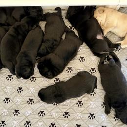 Girl 2 - Black female Labrador Retriever puppy in Ranchita, California from Pacific Crest Labradors