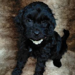Shayla - Black female Goldendoodle puppy in Eau Claire, Wisconsin from Fisher River Doodle's