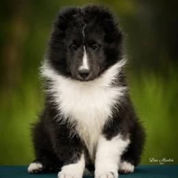Shetland Sheepdog Puppies from Sassy Shelties