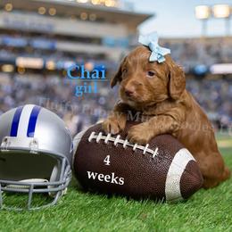 Chai BLUE COLLAR girl 3500 - Red  female Goldendoodle puppy in Corona, California from Fluffy Puppy Mini Doodles LLC