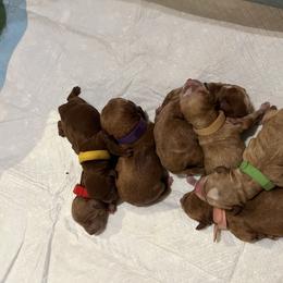 Yellow collar - Red  male Goldendoodle puppy in Fairfield, California from Twin Sisters Doodles