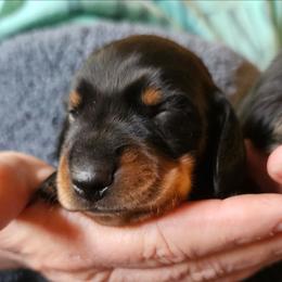 Black and tan (smaller and darker tan) - Black and tan male Dachshund puppy in Belle Rive, Illinois from Akin's Miniature Dachshunds, LLC