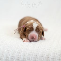 Lavender Collar Girl - Caramel red female Australian Labradoodle puppy in Thousand Oaks, California from Lovely Doodle Lane