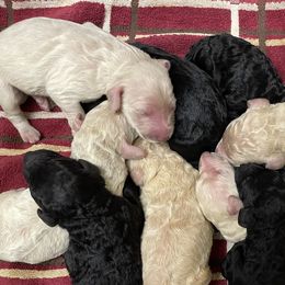 Labradoodles from Raymond Doodle