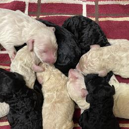 Labradoodles from Raymond Doodle