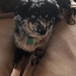 Miniature Australian Shepherd and Toy Australian Shepherd All Grown Up from Gamel’s Ausome Aussies