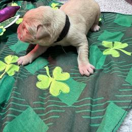 Black - Yellow male Labrador Retriever puppy in Menomonee Falls, Wisconsin from Steppinstone Dog Training and Labradors/BC’s