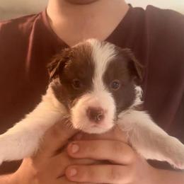 Shasta - Chocolate female Border Collie puppy in Lebanon, Oregon from Cahill’s Canines