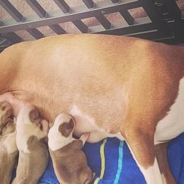 Boston Terriers from Rafael's Boston Terriers