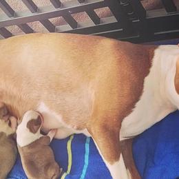 Boston Terriers from Rafael's Boston Terriers