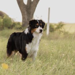 Australian Shepherd and Miniature Australian Shepherd All Grown Up from Ridgestar Aussies