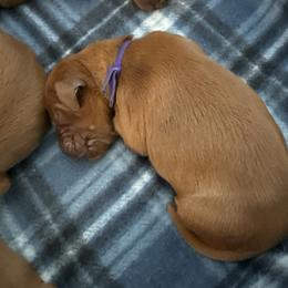 Dark purple girl - Chestnut female Irish Setter puppy in West Haven, Utah from McClellan Setters