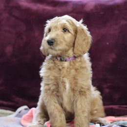 "9 weeks" Goldendoodle Puppies from Faith Breeders