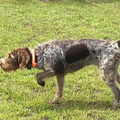 German Wirehaired Pointer All Grown Up from A and W Wirehairs