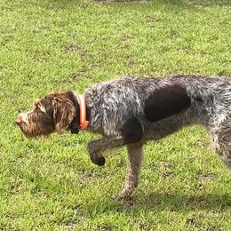 German Wirehaired Pointer All Grown Up from A and W Wirehairs